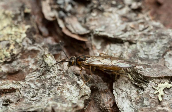 Sawfly Nematinae Onモミの樹皮の写真 — ストック写真