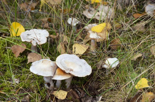 Platydracus Fulvipes beyaz arka planda izole edilmiş. Bu böcek bir yırtıcı..