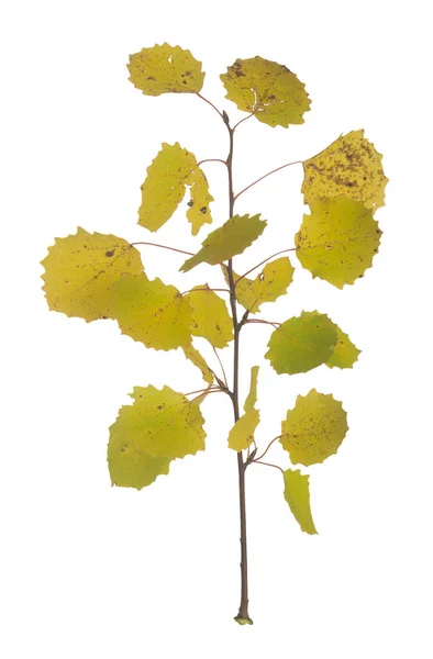 Evropské Osiky Populus Tremula Větvička Žlutými Podzimními Listy Izolované Bílém — Stock fotografie