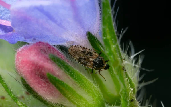 Dantelli böcek, Viper 'ın mikrofonunda Dictyla echii, Echium vulgare, büyütülmüş makro fotoğraf.