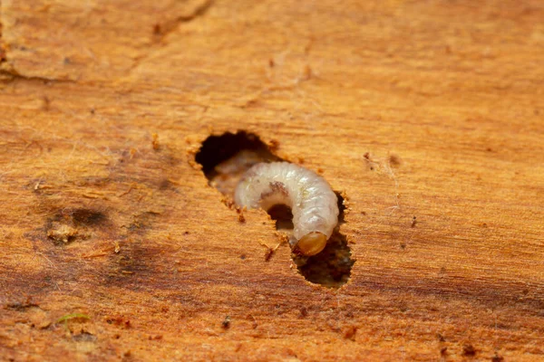 European Spruce Bark Beetle Larva Ips Typographus Damage Fir Wood — Stock Photo, Image
