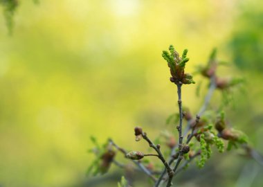 Bahar mevsiminde kedi derileriyle meşe dalı, yatay bileşim.