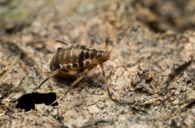 Platydracus Fulvipes beyaz arka planda izole edilmiş. Bu böcek bir yırtıcı..