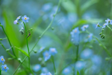Sivrisinek, unutma beni, sığ alan derinliğinde dinleniyor. 