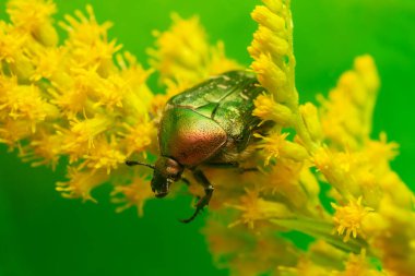 Bakır ocak, Protaetia cuprea, çiçek açan Kanada altın çubuğu, Solidago canadensis. Fotoğraftaki kopyalama boşluğu.