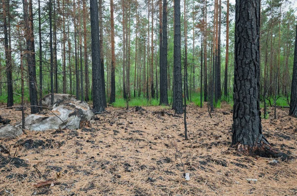 Sveç Teki Orman Yangınından Sonra Yanmış Çam Ağaçları Yaşam Alanı Telifsiz Stok Imajlar