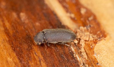 Cacotemnus thomsoni on fir wood, macro photo clipart