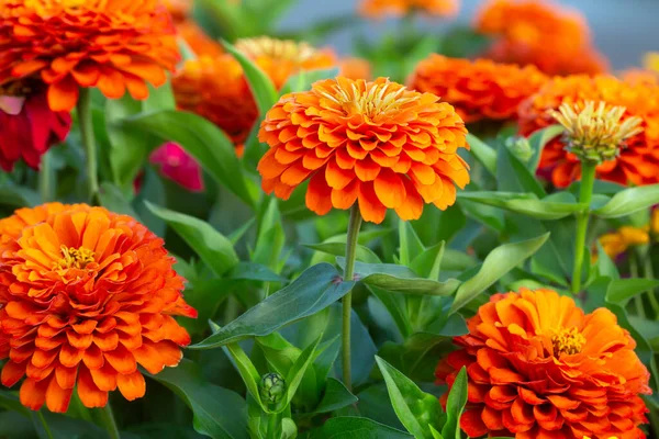 Zinnia flowers in blossom, horizontal composion