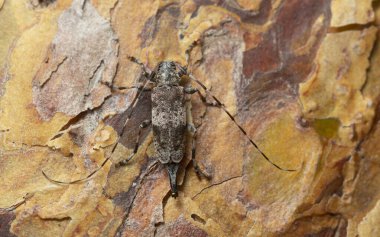 Çam kabuğundaki Acanthocinus griseus