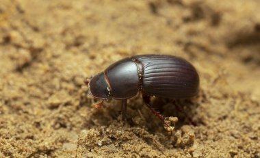 Night-flying dung beetle, Acrossus rufipes on soil, macro photo
