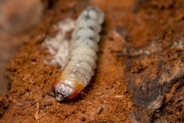 Rhagium longhorn beetle larva on coniferous wood, macro photo