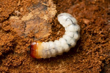 Rhagium longhorn beetle larva on coniferous wood, macro photo