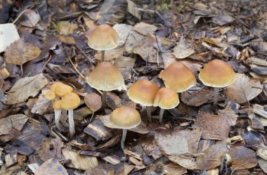 Platydracus Fulvipes beyaz arka planda izole edilmiş. Bu böcek bir yırtıcı..