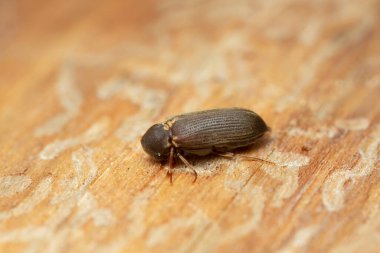 Platydracus Fulvipes beyaz arka planda izole edilmiş. Bu böcek bir yırtıcı..