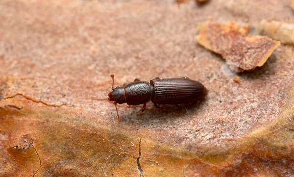 stock image Platydracus fulvipes isolated on white background. This beetle is a predator.