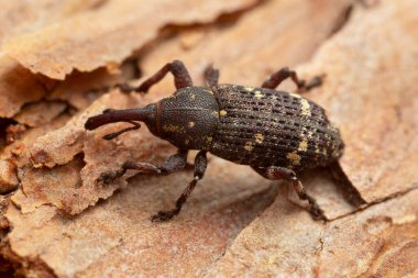 Platydracus Fulvipes beyaz arka planda izole edilmiş. Bu böcek bir yırtıcı..