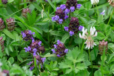 Common self-heal, Prunella vulgaris and white clover, Trifolium repens, these plants are important for pollinating insects