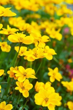 Platydracus Fulvipes beyaz arka planda izole edilmiş. Bu böcek bir yırtıcı..