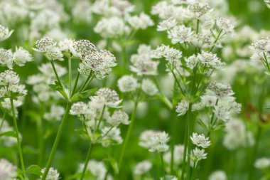 Great masterwort, Astrantia major in bloom, this flower is often cultivated in gardens
