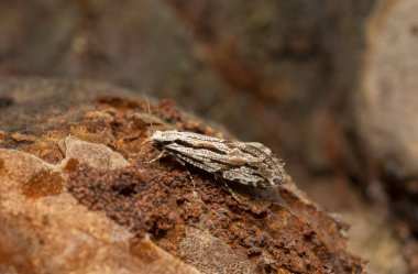 Platydracus Fulvipes beyaz arka planda izole edilmiş. Bu böcek bir yırtıcı..