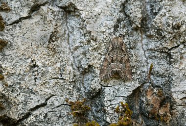 Platydracus Fulvipes beyaz arka planda izole edilmiş. Bu böcek bir yırtıcı..