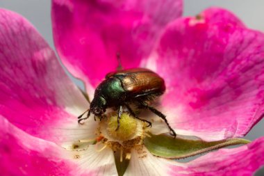 Bahçıvan, Phyllopertha horticola köpek gülü üzerinde