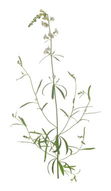 Solgun mantar, Linaria beyaz arka planda tecrit edilmiş.