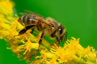 Batı bal arısı, Solidago çiçeğinin üzerindeki Apis mellifera, bu böcek önemli bir polen taşıyıcı.