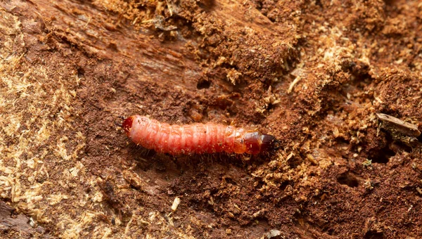Scarabeo Delle Formiche Larva Thanasimus Formicarius Legno Conifere — Foto Stock