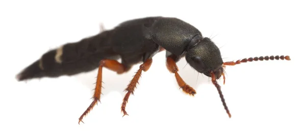 在白色背景上孤立的鸭嘴兽 这只甲虫是食肉动物 — 图库照片
