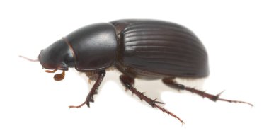 Gece uçan gübre böceği, beyaz arka planda izole edilmiş entari, makro fotoğraf.