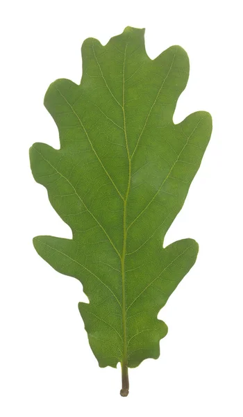 Pedunculate Dub Quercus Robur List Izolované Bílém Pozadí Detailní Fotografie — Stock fotografie