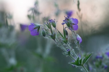 Gelişen ahşap vinç gagası, Geranium müfredatı. Bu çiçek yazın çiçek açar..