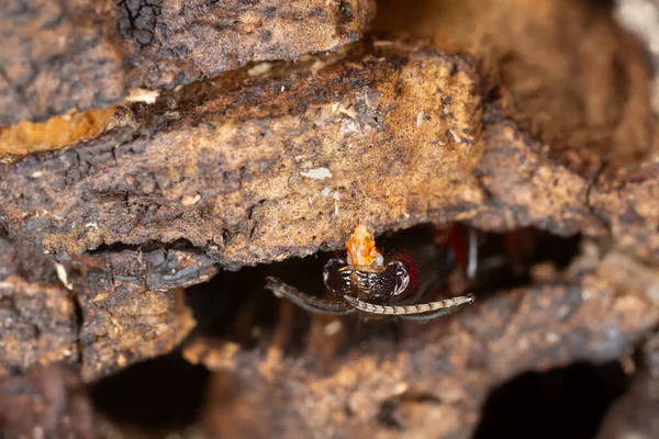 Fechar Carpinteiro Palpa Formiga Camponotus — Fotografia de Stock