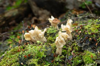 Beyaz eyer, doğal ortamda Helvella Çıtır Mantarları