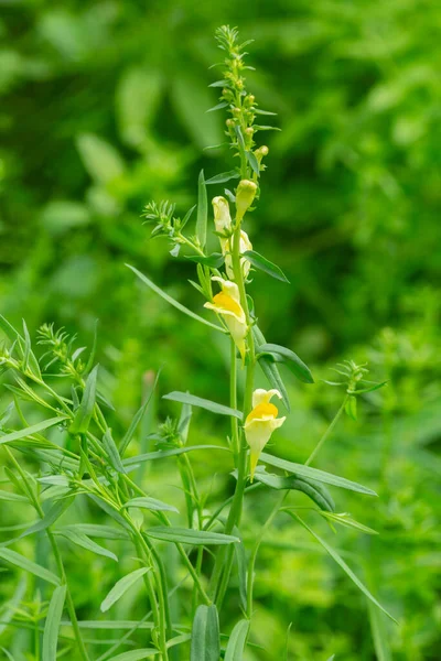 Yaygın toadflax, çiçek açmış Linaria vulgaris, dikey bileşim