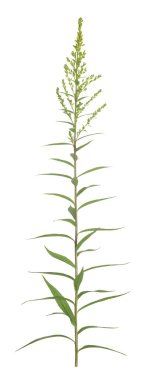  Kanada altın sarısı, Solidago kanadensis henüz yeşermemiş beyaz arka planda.