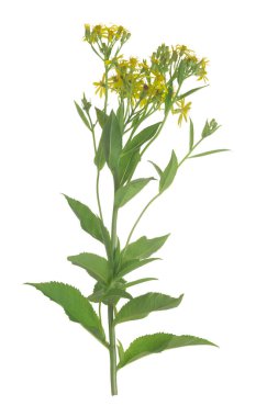 Geniş yapraklı ragwort, Senecio sarracenicus beyaz arka planda izole edilmiş, bu bitki zehirlidir ve birçok böcek çeker.