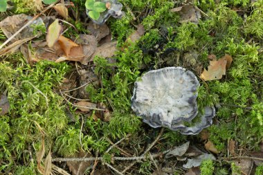 Siyah diş mantarı, Phellodon Nijer doğal ortamda