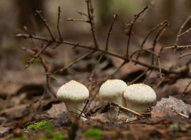 Yaygın bir tüy yumağı, doğal ortamda Lycoperdon perlatum, bu mantar yenilebilir.