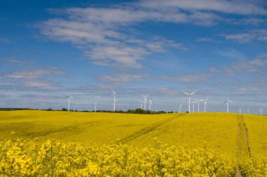 Kolza tohumu tarlalarıyla çevrili rüzgar çiftliği