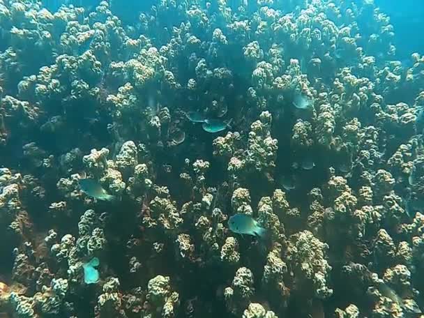サンゴ礁と砂の海の床のトップダウンの視点 Fpsのドリーショットマレーシア — ストック動画