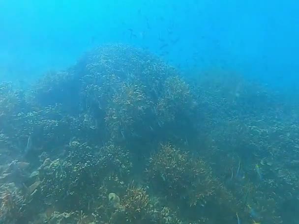 Perspectiva Arriba Hacia Abajo Del Arrecife Coral Fondo Del Océano — Vídeos de Stock