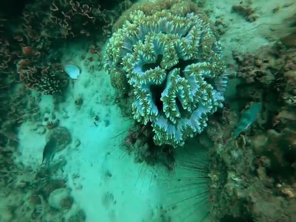 Вид Сверху Коралловый Риф Песчаное Дно Океана Малайзия Частотой Кадров — стоковое видео