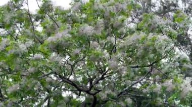 4k 60 fps. Rüzgarda esen çiçeklerle kaplı ağacı yakın çekim. Doğanın arka planı olarak kullanılacak.