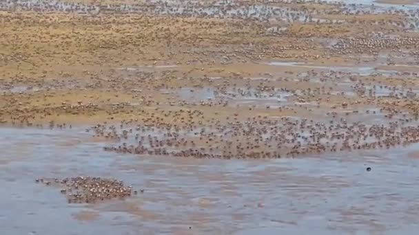 4K宽角度拍摄 显示数以千计的士兵螃蟹在沙滩上行走 — 图库视频影像
