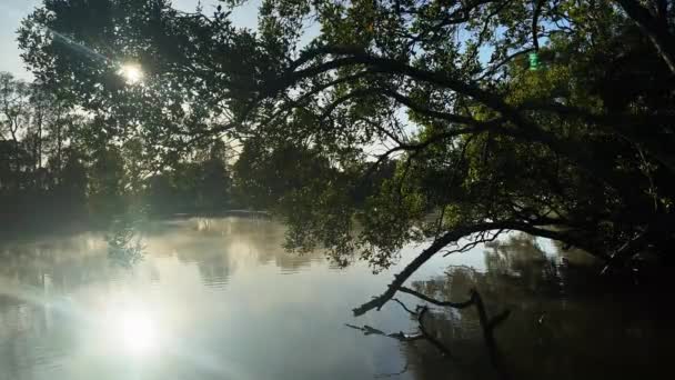 Niebla Rodando Sobre Río Lansdowne Nsw Amanecer Pacífica Mañana Brumosa — Vídeo de stock