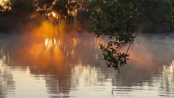 日出时分 雾在新南威尔士州兰斯多恩河上翻滚 宁静的雾蒙蒙的早晨 — 图库视频影像