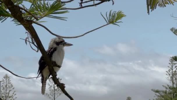 Nahaufnahme Eines Kookaburra Der Auf Einem Zweig Ruht Mit Blauem — Stockvideo