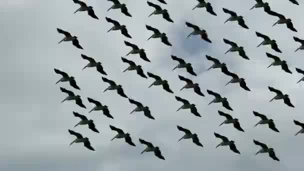 空にいるペリカンの群れが 天空から飛び降りてくる — ストック動画